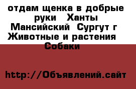 отдам щенка в добрые руки - Ханты-Мансийский, Сургут г. Животные и растения » Собаки   
